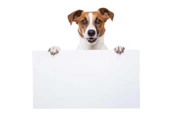 Zelfklevend Fotobehang Jack russell terrier dog  holding a white blank paper or placard  with room for your marketing text. Isolated on transparent background. For web banner or social media cover © Katynn