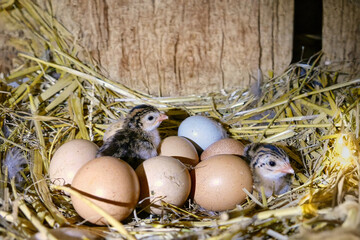 two tiny guinea fowl chicks between eggs