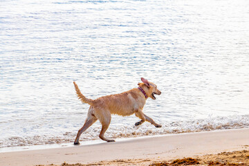 Dog dogs playing running walking along the beach waves Mexico.