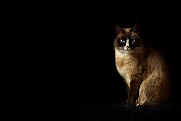young siamese cat close-up on a black background
