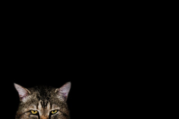 upper half of the muzzle of a tabby cat on a black background