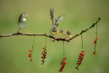 Baby Zitting Cisticola bird waiting for food from its mother, Zitting Cisticola bird on branch