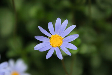 Fototapeta premium flower in the garden