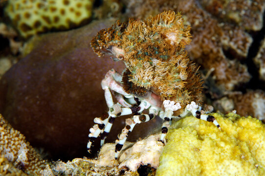 Decorator Crab (Cyclocoeloma tuberculata) on a Coral. Misool, Raja Ampat, West Papua, Indonesia