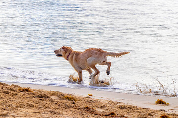Dog dogs playing running walking along the beach waves Mexico.