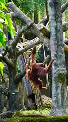 Małpa orangutan małpka zoo  - obrazy, fototapety, plakaty