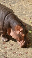 Hipopotan zoo - obrazy, fototapety, plakaty