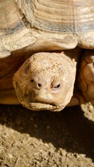 Głowa żółwia żółw - obrazy, fototapety, plakaty