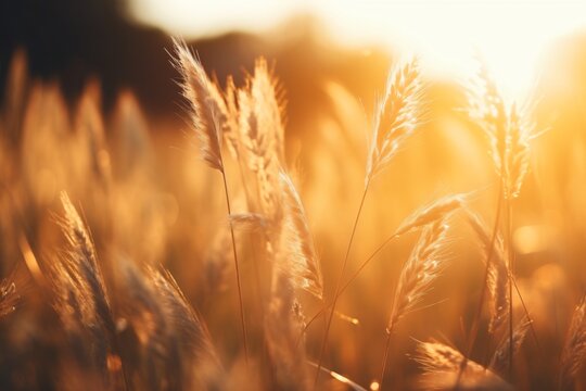 A beautiful picture of wheat plants in an agriculture field with sunshine in backdrop 