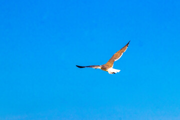 Flying seagulls birds with blue sky background clouds in Mexico.