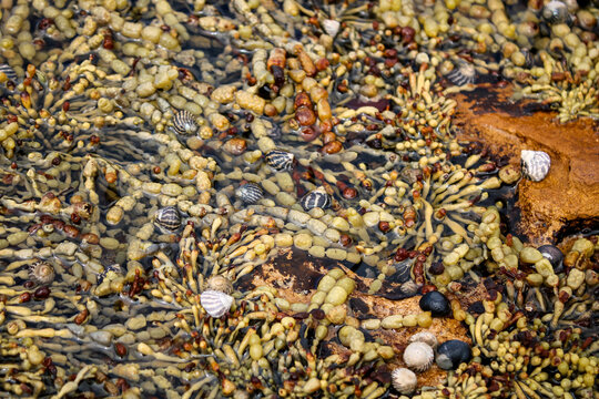 Neptune's necklace, sea grapes or bubbleweed (Hormosira banksii) in rock pool, Australia