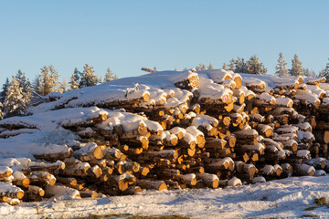 A Stack of trees covered with snow on a cold sunny winter day