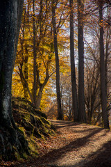 Obraz premium Sentiero nel bosco autunnale