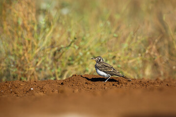 Dusky Lark walking on the ground in Kruger National park, South Africa; specie Pinarocorys nigricans family of Alaudidae - obrazy, fototapety, plakaty
