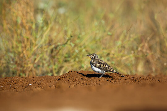 Dusky Lark walking on the ground in Kruger National park, South Africa; specie Pinarocorys nigricans family of Alaudidae