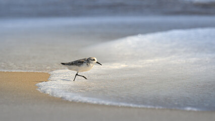 Not being a bird expert, this is either a plover, sand piper or maybe a sanderling.  Shorebirds along the Atlantic Ocean at Assateague Island MD in late October.  Wildlife along the beach and waves.