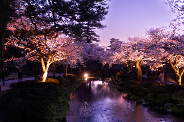 blühende Kirschbäume bei Nacht mit Mond in einem Sengarten in Japan