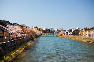 Japanischer Fluss mit Kirschbäumen während der Kirschblüte am Tag