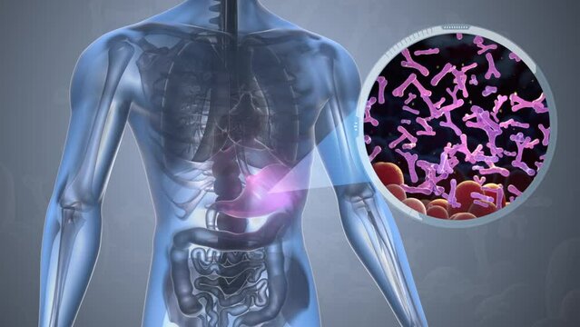 Bifidobacterium in intestine. Probiotic