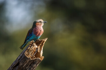Lilac breasted roller standing on a log isolated in natural background in Kruger National park, South Africa ; Specie Coracias caudatus family of Coraciidae