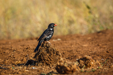Red billed Buffalo Weaver standing on elephant dung in Kruger National park, South Africa ; Specie Bubalornis niger family of Ploceidae