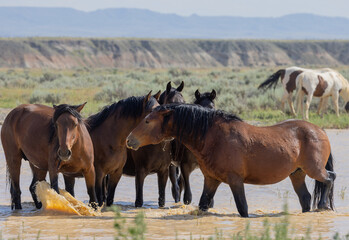 Fototapeta premium Wild Horses at a Desert Waterhole in Wyoming
