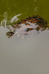 tartaruga na cidade de Vitória, Estado do Espirito Santo, Brasil