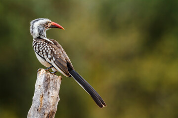 Southern Red billed Hornbill standing on a log isolated in natural background in Kruger National park, South Africa ; Specie Tockus rufirostris family of Bucerotidae