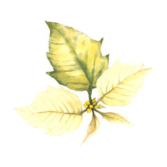 Watercolor hand draw yellow green poinsettia, pulcherrima flowers and leaves. Plant for Christmas or New Year decor, greeting card design, winter holiday celebrate print. Isolated or white background