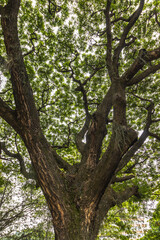 paisagem natural na cidade de Vitória, Estado do Espirito Santo, Brasil