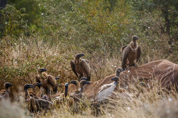 White backed Vulture scavenging on dead elephant carcass in Kruger National park, South Africa ; Specie Gyps africanus family of Accipitridae