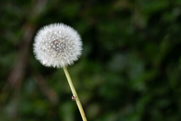 Dandelion Seed Head on a dark green background