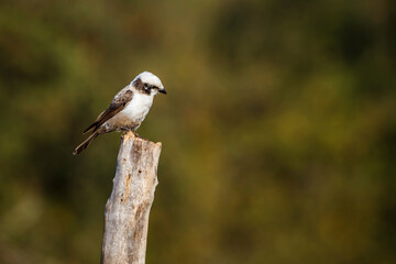 Fototapeta premium White crowned Shrike standing on a log isolated in natural background in Kruger National park, South Africa ; Specie Eurocephalus anguitimens family of Laniidae