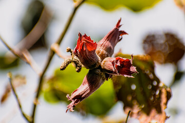 Purple hazel with hazelnuts, corylus maxima purpurea