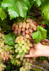 cluster of pink grape on the vine