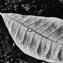 Dried leaf on soil with water droplets showing dry surface