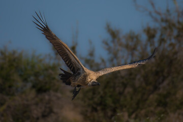 Vulture in flight