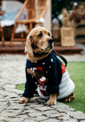 English cocker spaniel in a Christmas sweater sits against the background of the house