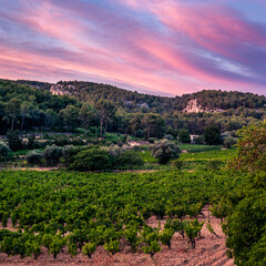 Fototapeta na wymiar A spectacular sunset on a vineyard near Cassis in the Frence Provence