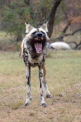 Drohender Wildhund in der Frontale