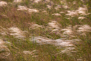 spring steppe and feather grass swaying in the wind.