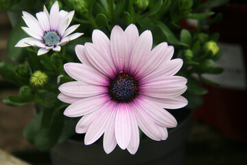 Obraz premium A close up of a Flower