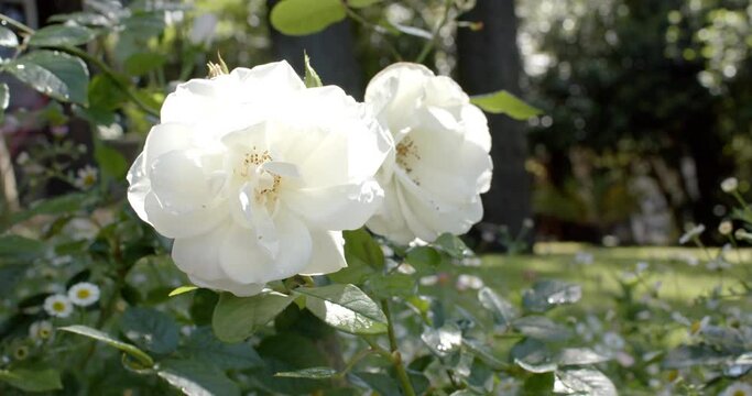 Beautiful white roses growing in sunny garden, slow motion