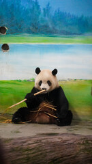 Panda miś niedźwiedź w taipei zoo