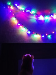 Cat looks at the Christmas lights. Illustration