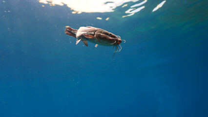 Fototapeta premium Underwater and close up photo of a curious catfish. From a scuba dive.