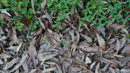 fallen leaves & chestnut & plant