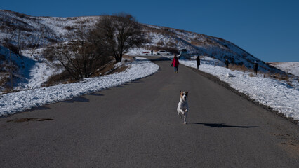 Jack Russell Terrier dog in a knitted sweater runs along the road among the snow-capped mountains. 