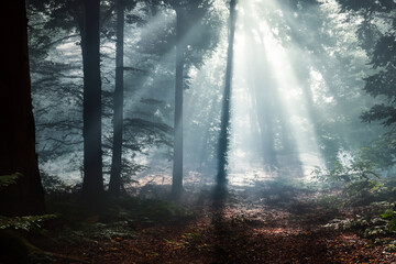 Fototapeta premium 自然の光線 Rays of light in nature