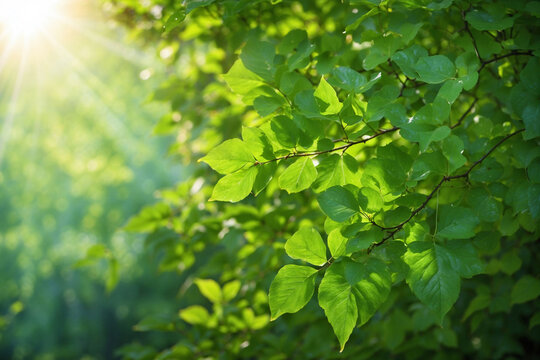 Green leaves with sunlight blurred background